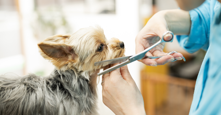 トリミングサービス「ホームトリマー」様 広告運用内製化支援